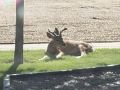 Animaux    l   cole.10