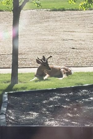 Animaux    l   cole.10