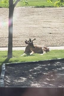 Animaux à l'école