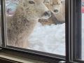 Animaux    l   cole.4