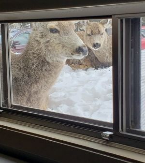 Animaux    l   cole.4