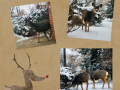 cerfs