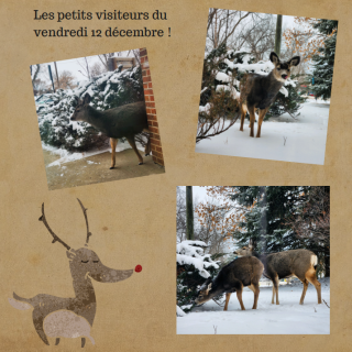 Les petits visiteurs !